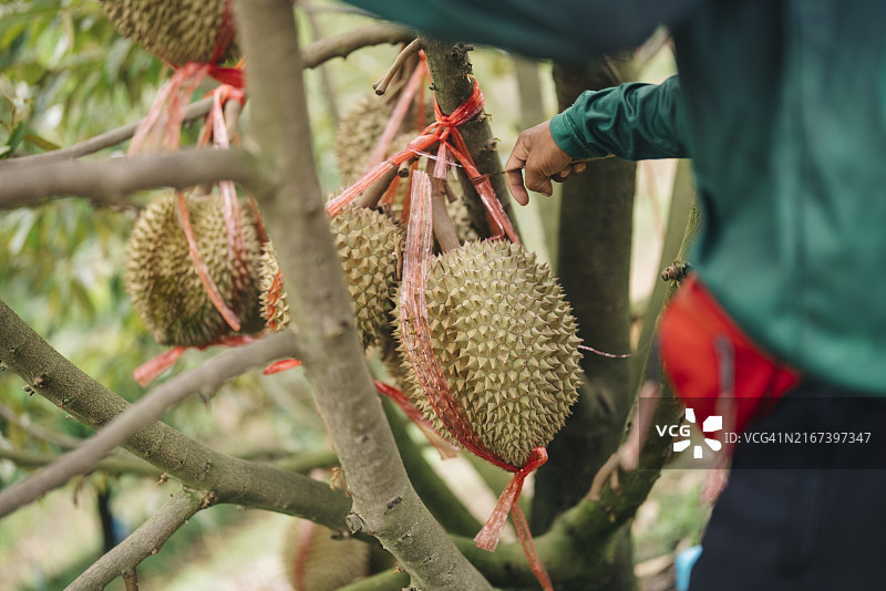 手摘榴莲，东南亚著名水果图片素材