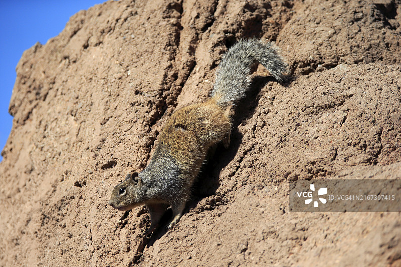 美国索诺兰沙漠中警惕的成年岩石地鼠图片素材