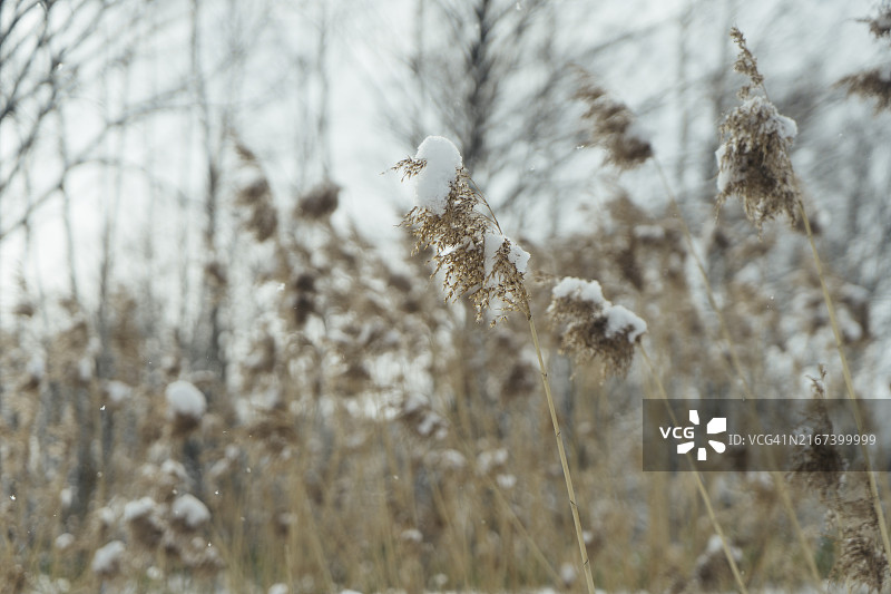 日本北海道新雪覆盖的松树和草地图片素材