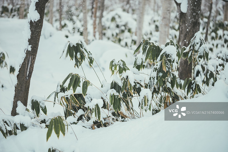 日本北海道新雪覆盖的松树和草地图片素材