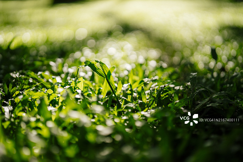 气候宜人的绿色草地，留白图片素材