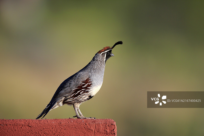 冈贝尔鹌鹑图片素材