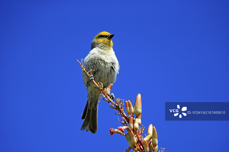 金头山雀，成鸟，等待中，奥科蒂洛，索诺兰沙漠，美国亚利桑那州图片素材