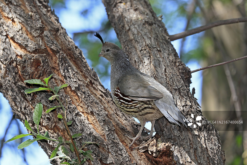 成年雌性甘贝尔鹌鹑，亚利桑那州索诺兰沙漠图片素材