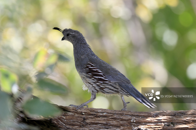 成年雌性冈贝尔鹌鹑在亚利桑那州索诺兰沙漠奔跑图片素材