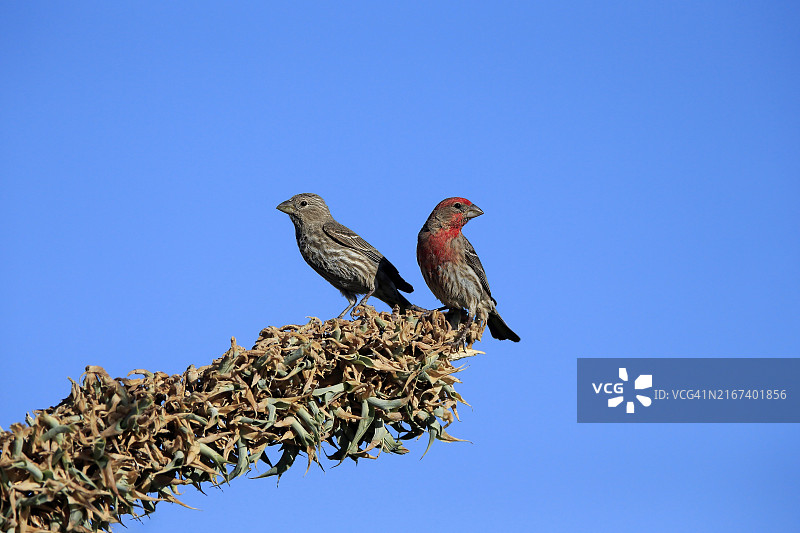 朱雀（成年，一对，栖息在奥科蒂洛树上，索诺拉沙漠，亚利桑那州，北美洲，美国）图片素材