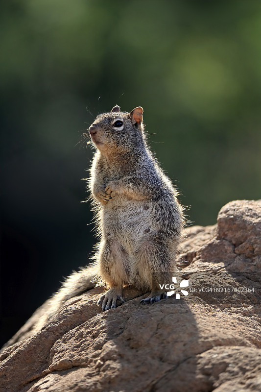 美国索诺兰沙漠中警惕的成年岩石地鼠图片素材