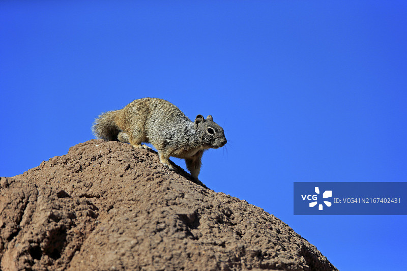 美国索诺兰沙漠中警惕的成年岩石地鼠图片素材