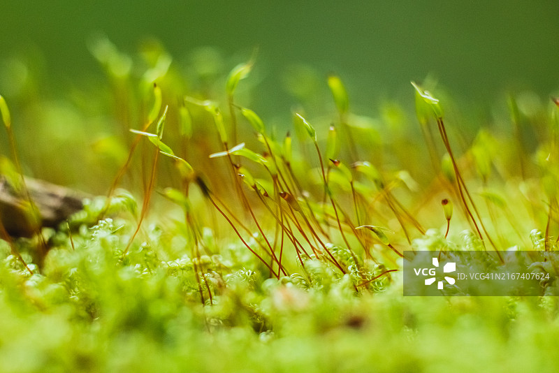 苔藓孢子体微距摄影图片素材