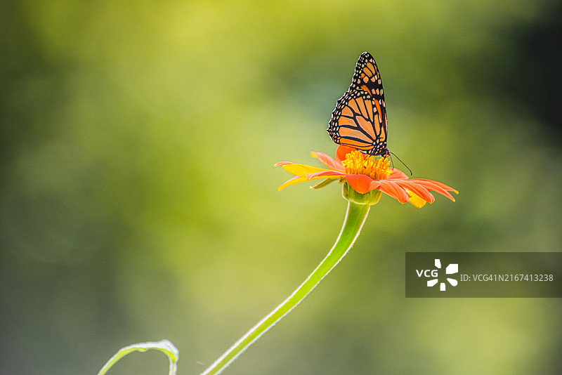 花上的蝴蝶特写，美国，宾夕法尼亚州，纳伯斯图片素材