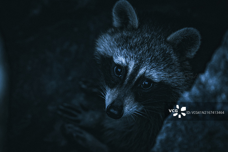 熊的特写，美国新泽西州大西洋城图片素材