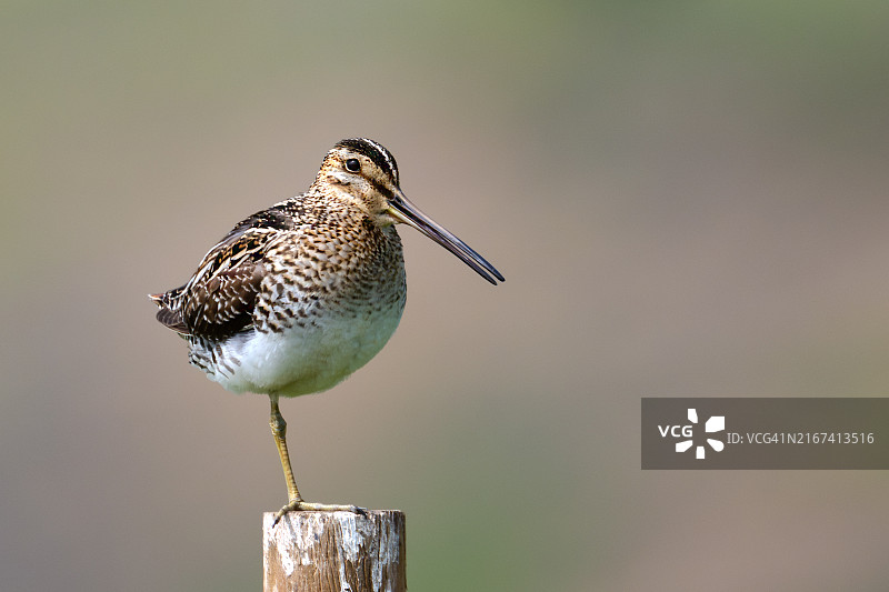 鹬鸟栖息在木头上图片素材