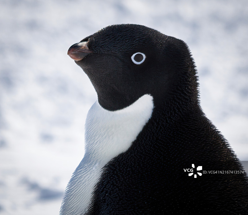 南极洲：巴布亚企鹅特写图片素材