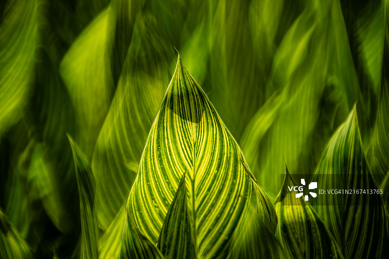 棕榈叶特写图片素材