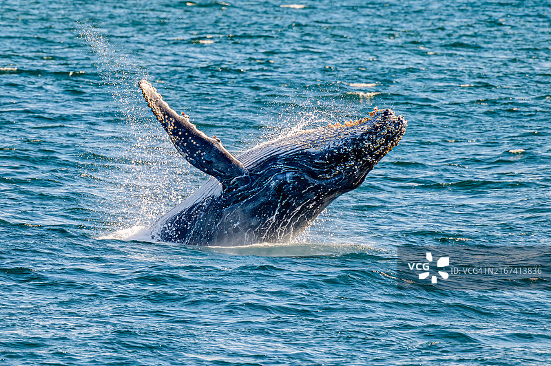 海豚在海中跳跃的高角度视图图片素材
