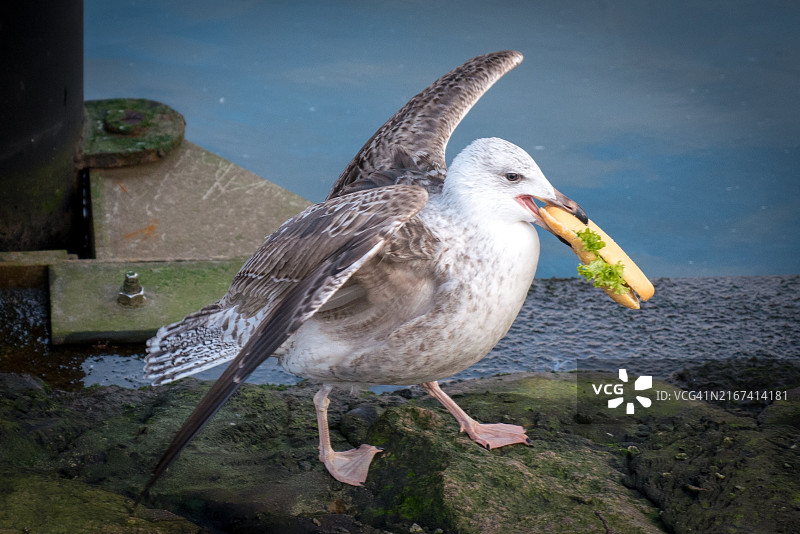 德国罗斯托克，栖息在岩石上的海鸥特写图片素材