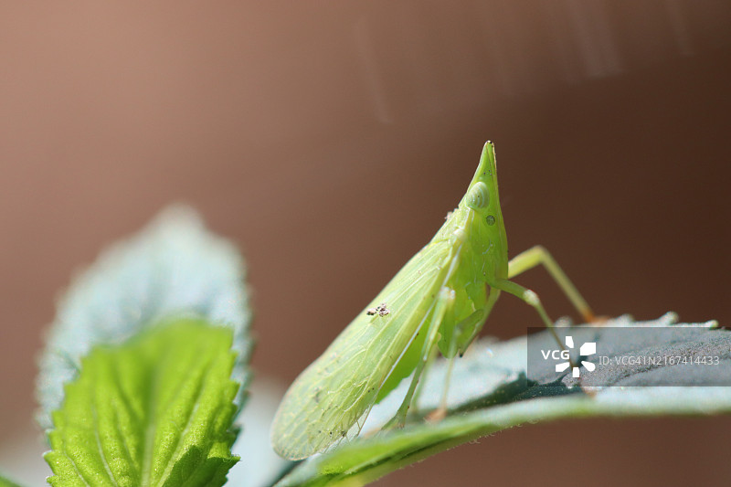 蚱蜢在植物上的特写图片素材