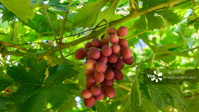 树上生长的水果特写图片素材