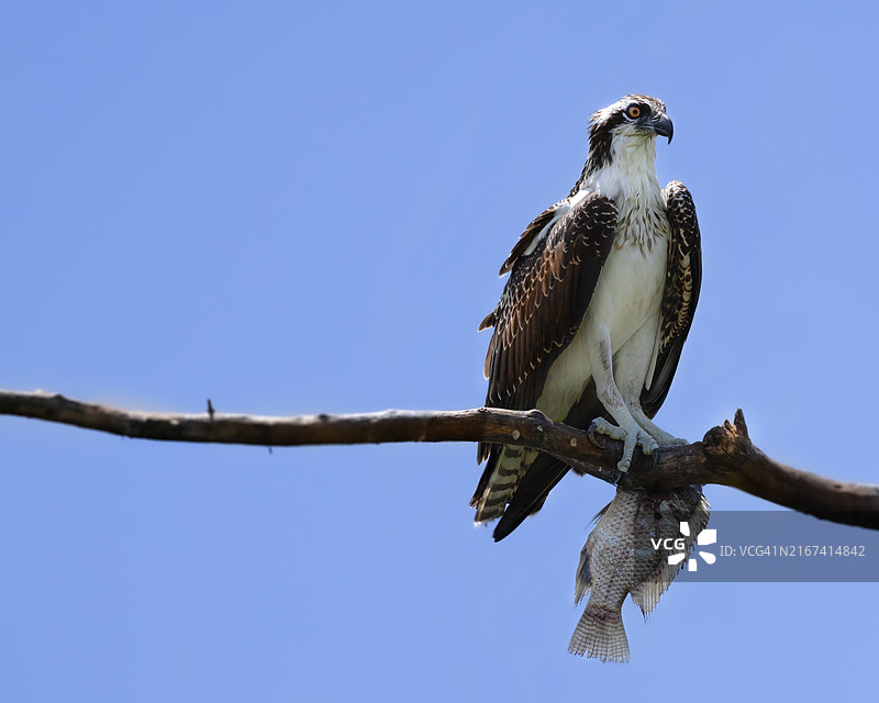 低角度拍摄栖息在树枝上的老鹰，美国佛罗里达州莱克兰图片素材