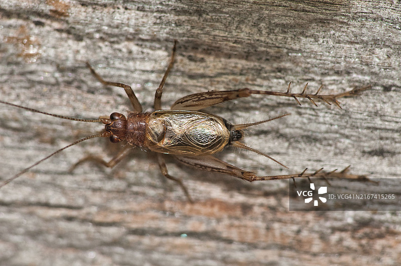 特写：美国伊利诺伊州芝加哥的昆虫图片素材