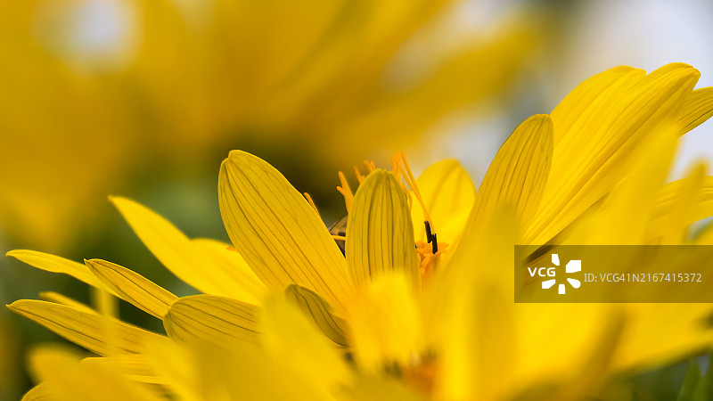 黄色开花植物特写图片素材