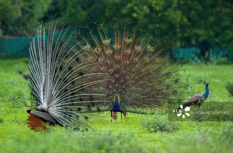 站在田野上手持白色孔雀扇的男子图片素材