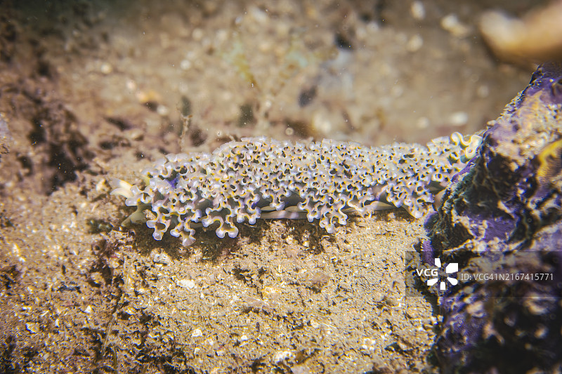 珊瑚在海中的特写图片素材