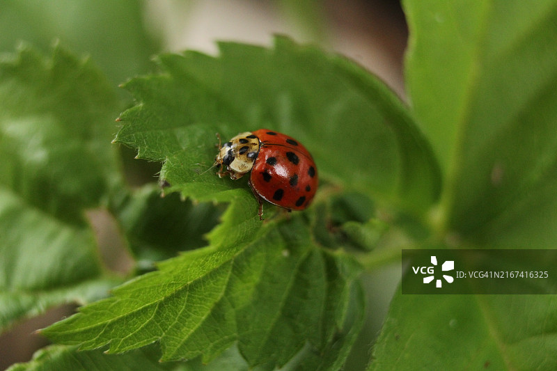 美国佛蒙特州植物上的瓢虫特写图片素材
