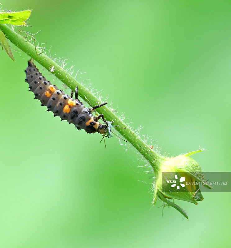植物上的毛毛虫特写，英国图片素材
