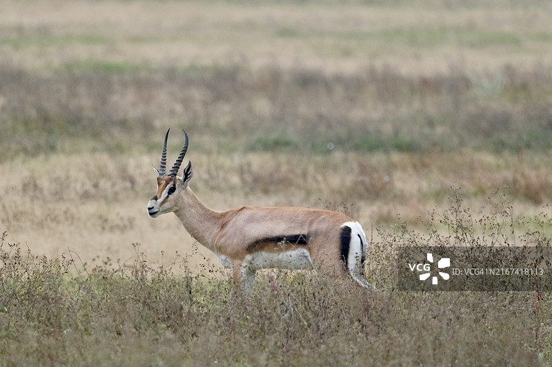 凝视原野的瞪羚侧面照图片素材