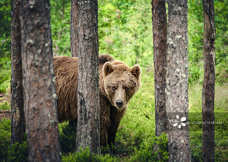 挪威森林中站立的棕熊肖像图片素材