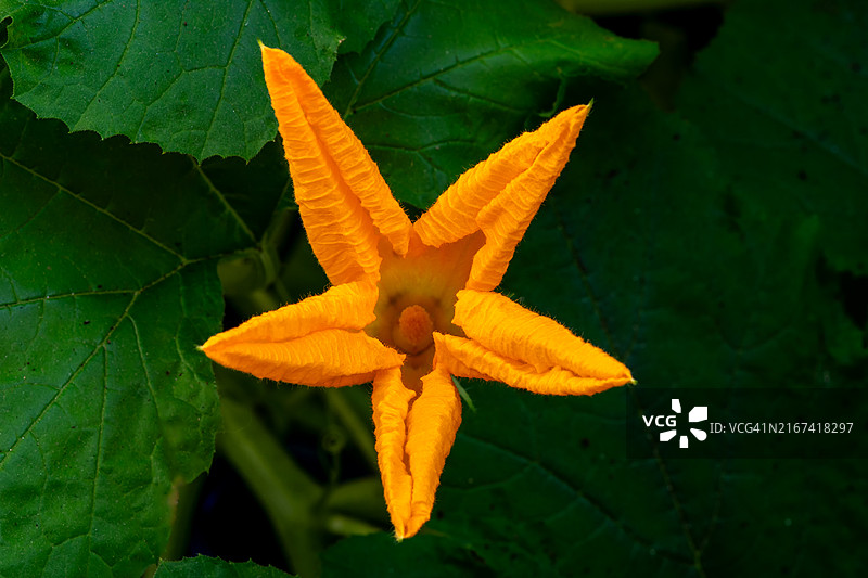 橙色南瓜花与绿色花园形成对比，突显自然之美，俄罗斯图片素材