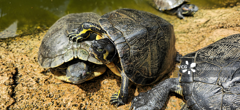 岩石上乌龟的特写图片素材