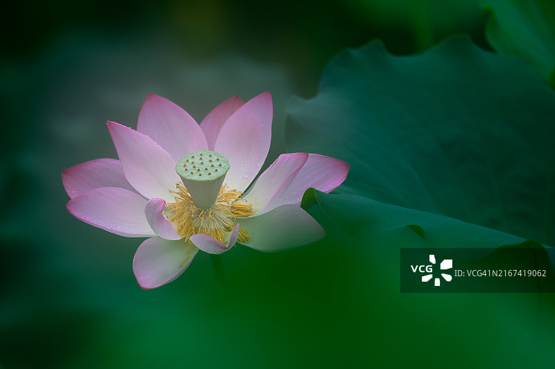 中国香港粉色睡莲特写图片素材