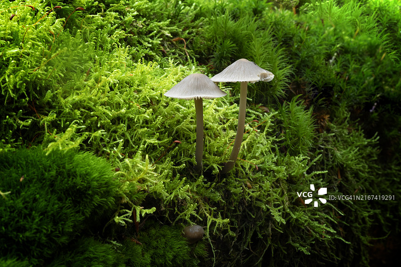 田间生长的蘑菇特写图片素材