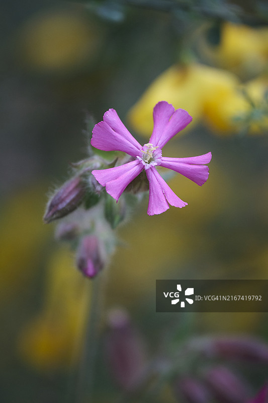 粉色花朵的特写图片素材