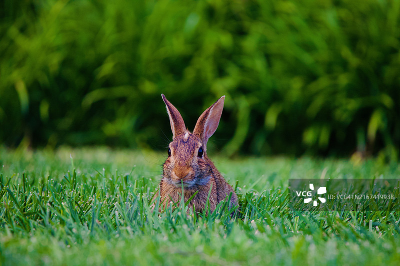 美国密苏里州堪萨斯城原野上棉尾兔的特写图片素材