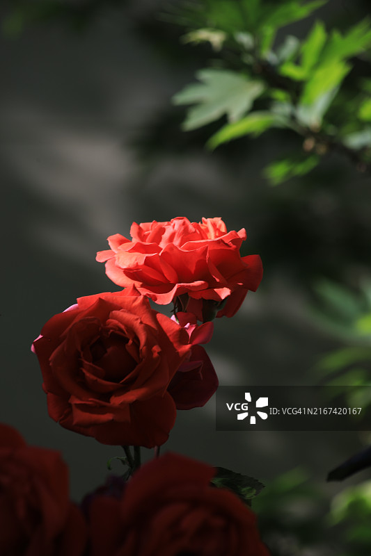 红玫瑰特写图片素材