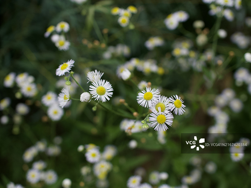 白色雏菊花朵特写，美国佛蒙特州奎奇图片素材