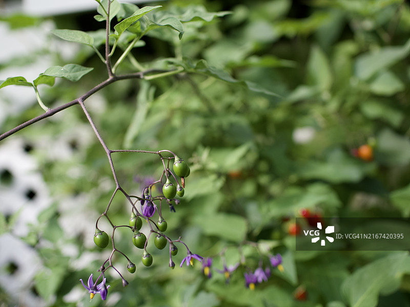紫色花卉植物特写，美国佛蒙特州奎奇图片素材
