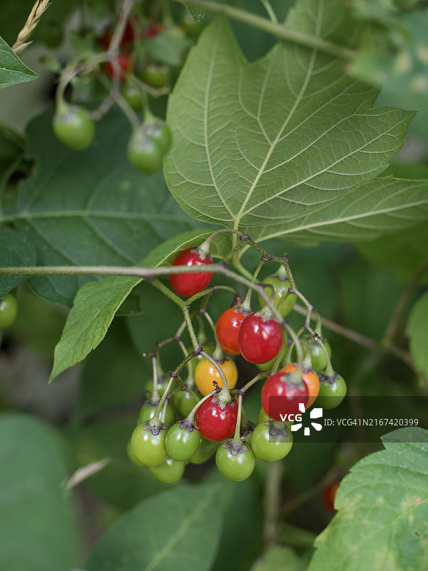美国佛蒙特州番茄生长特写图片素材
