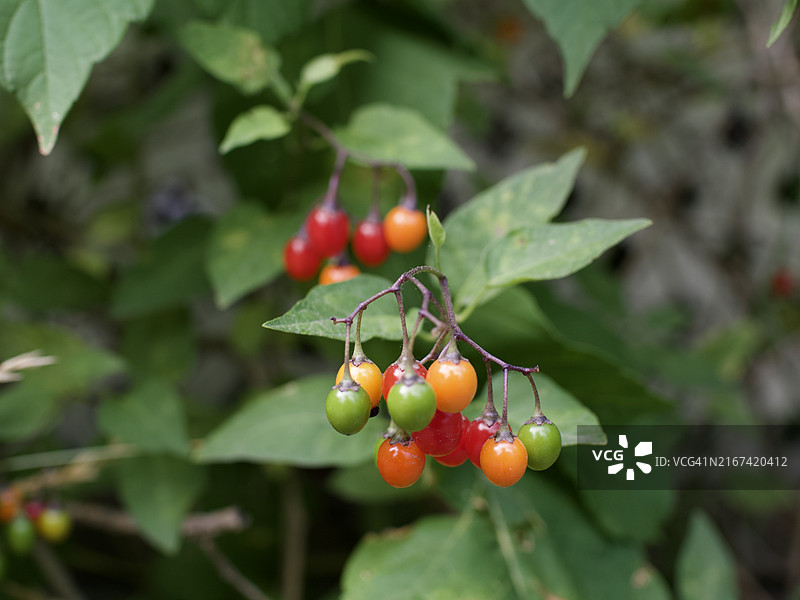 植物上的西红柿特写，美国佛蒙特州图片素材
