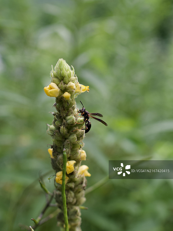 昆虫在黄色花朵上特写，美国佛蒙特州图片素材