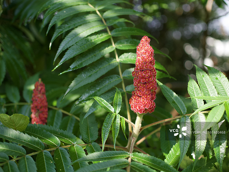 红色开花植物特写，美国佛蒙特州奎奇图片素材