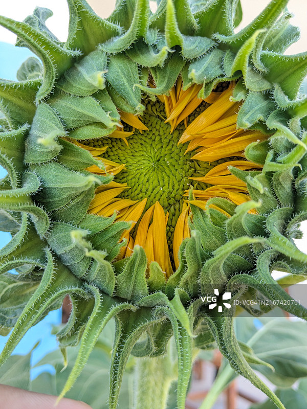 向日葵特写图片素材