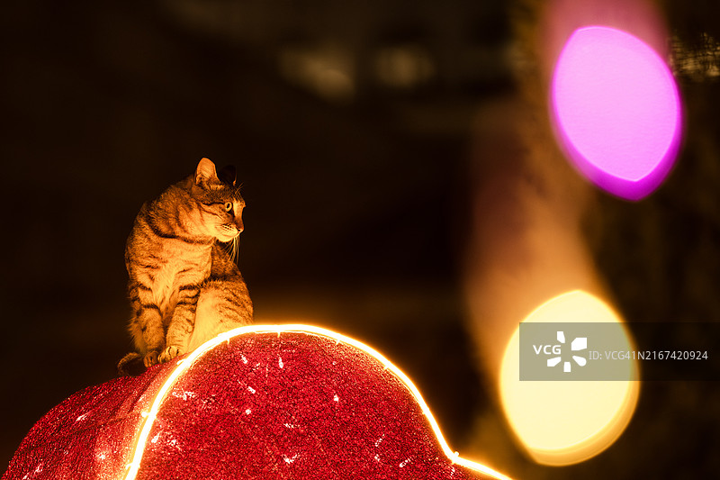 猫咪坐在明亮的圣诞树旁特写，中国香港图片素材