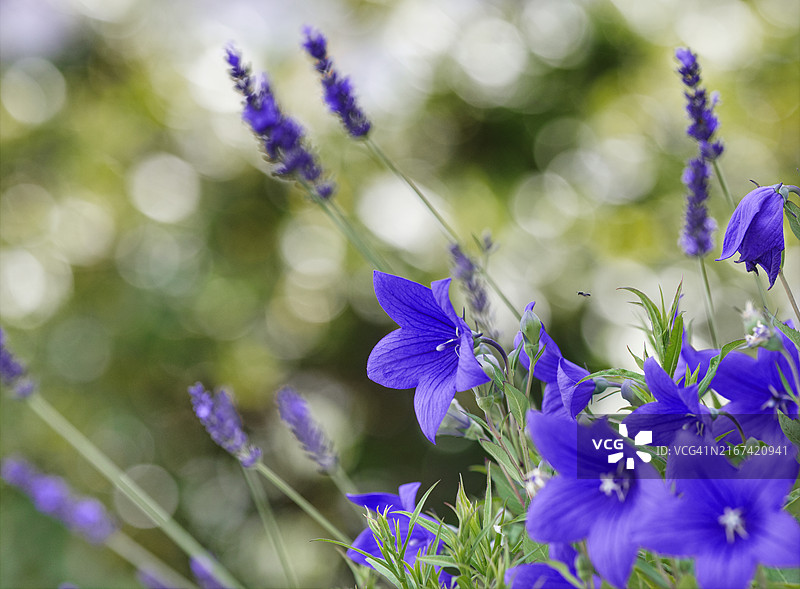 桔梗花特写图片素材