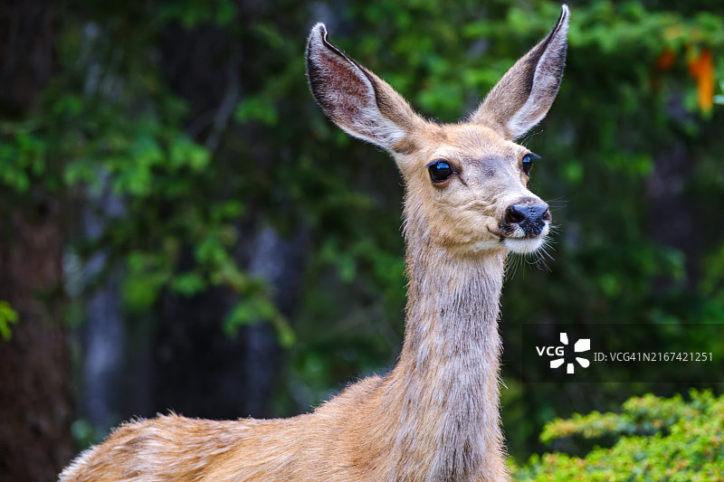 白人的肖像图片素材