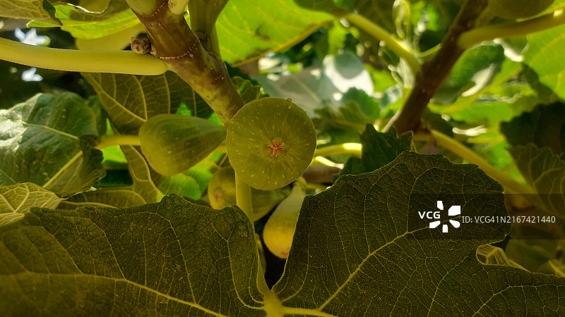 树上的树叶特写图片素材