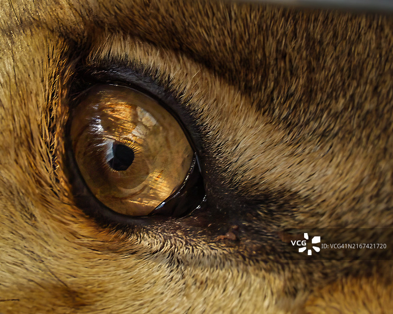 狗的特写图片素材